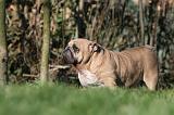 BULLDOG ANGLAIS 105